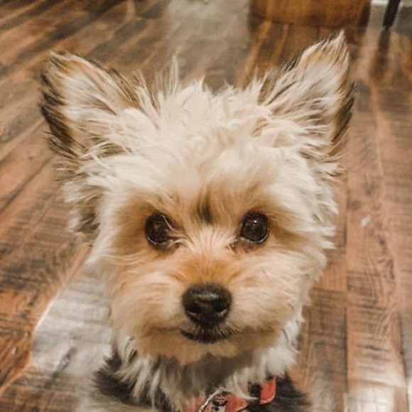 Meet your Posher, Sarah - Picture 1 of 1